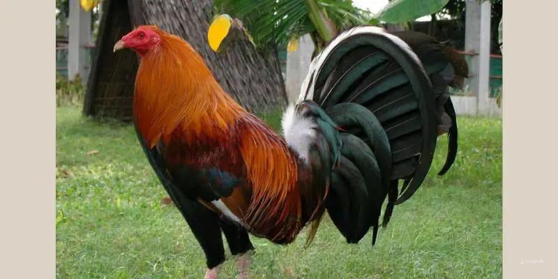 Đặc điểm nổi bật của gà cuban