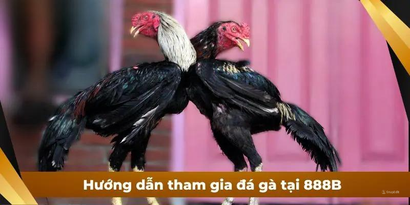 Hướng dẫn tham gia đá gà tại 888B