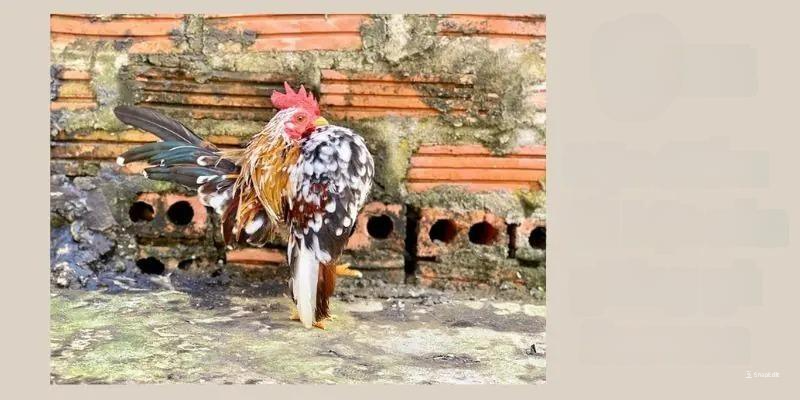 Các loại gà Serama phổ biến hiện nay