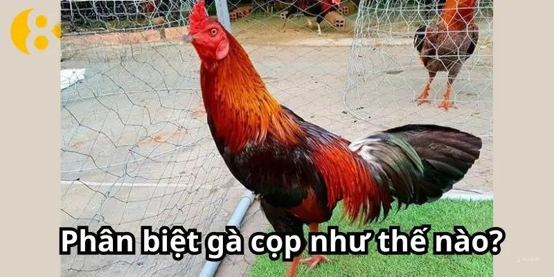 Phân biệt gà cọp như thế nào?