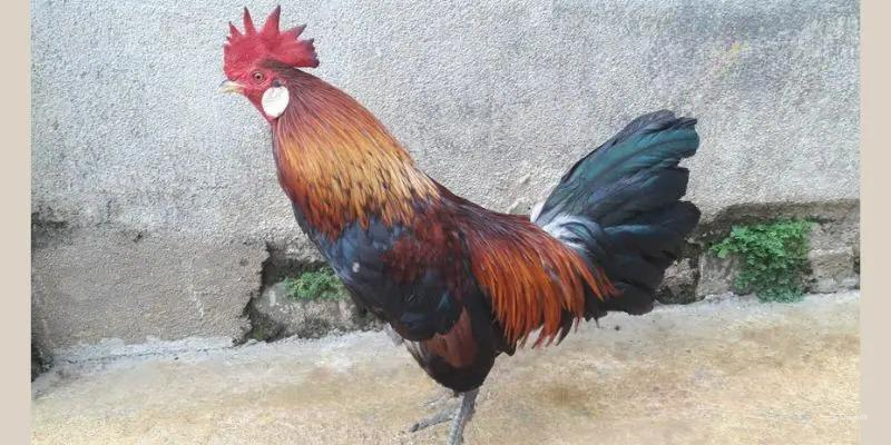 Đặc điểm nhận dạng của gà cọp