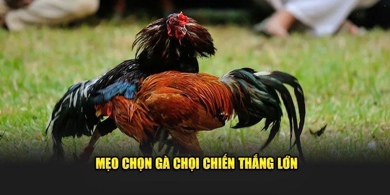 Mẹo Chọn Gà Chọi 888B