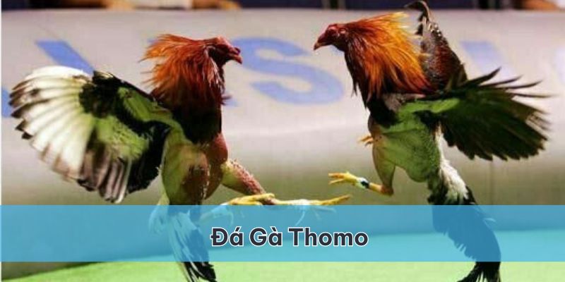 Đá gà Thomo 888b