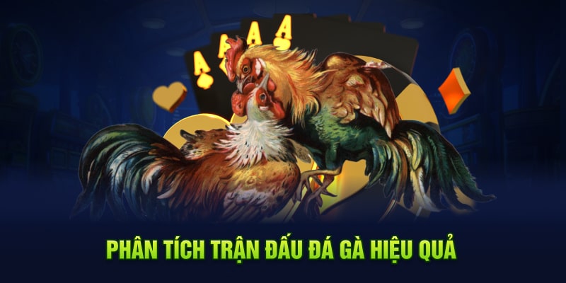 Phân tích trận đấu đá gà hiệu quả 888b
