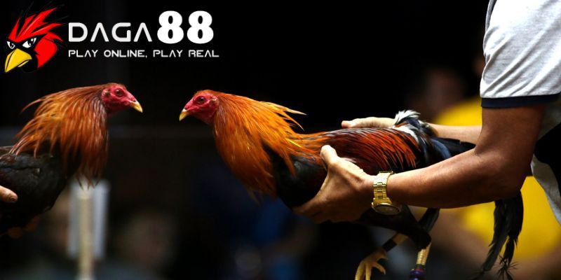 Điểm làm cho đá gà 88 trở lên đặc biệt hơn